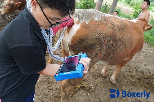 Veterinary Ultrasound Monitoring Persistent Corpus Luteum in Dairy Cattle(图2)