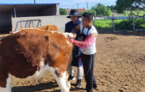 Veterinary Ultrasound Monitoring Persistent Corpus Luteum in Dairy Cattle(图3)