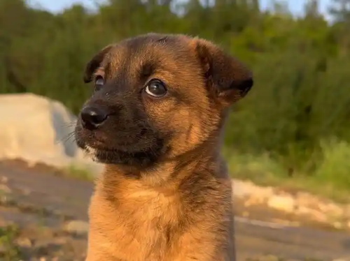Veterinary Ultrasound in Monitoring Abnormal Uterine Fluid and Fetal Health in Pregnant Dogs
