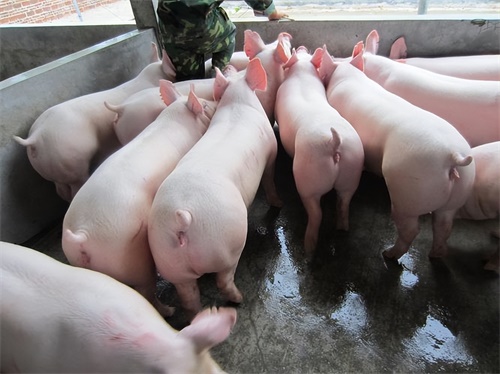 Veterinary Ultrasound Monitoring Sow Response to Feeding Strategies and Hormonal Treatment