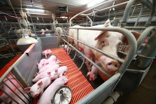 Veterinary Ultrasound Monitoring Sow Response to Feeding Strategies and Hormonal Treatment(图2)
