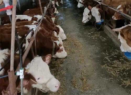 Ultrasound Monitoring Key Factors Slowing Uterine Recovery in Dairy Cows