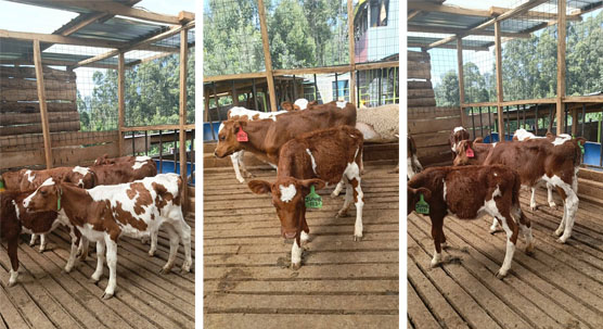 Exploring Two Key Approaches in Veterinary Ultrasound Examination of Dairy Cow Ovaries(图1)
