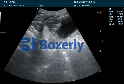Reducing Non-Productive Days and Managing Sow Backfat Through Ultrasonography