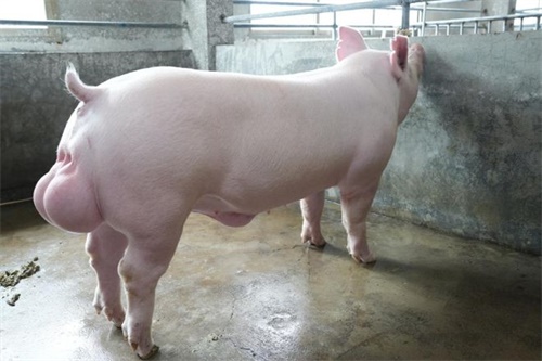 Reducing Non-Productive Days and Managing Sow Backfat Through Ultrasonography(图2)