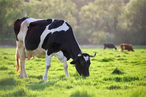 Ultrasound Diagnosis in Animal Uterine Diseases and Postpartum Uterine Recovery Monitoring