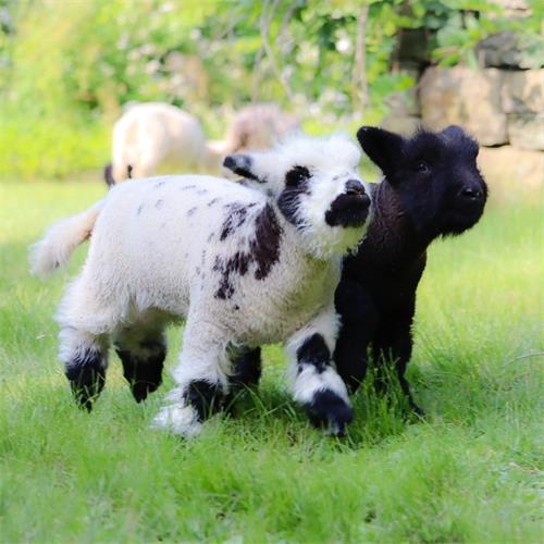 Signs and Sensations of Ovulation in Sheep