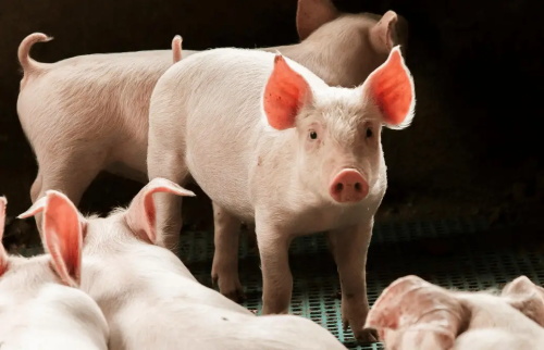 Veterinary Ultrasound Tech Detecting Retained Placenta Cases Commercial Swine Operations