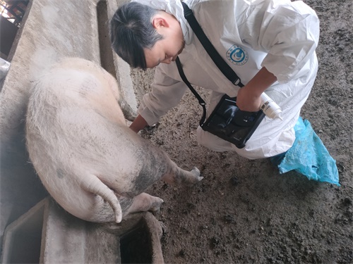 Veterinary Ultrasound Pregnancy Detection Accuracy In Early Gestation Period
