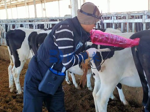 Veterinary Ultrasound Pregnancy Monitoring During High-Risk Reproductive Phases(图5)