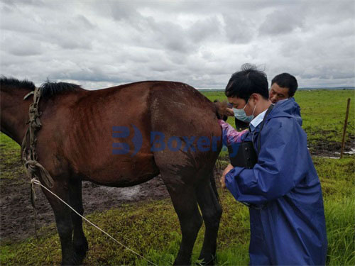 Veterinary Ultrasound Pregnancy Monitoring During High-Risk Reproductive Phases(图3)
