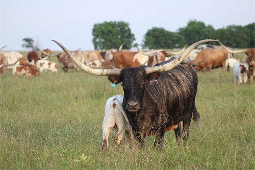 Role of Ultrasound Pregnancy Tools in Reducing Labor Costs for Large-Scale Farms(图4)