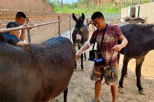 Ultrasound Pregnancy Tools Supporting Precision Farming in Mixed‑Species Operations