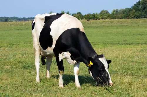 Ultrasound Pregnancy Tools Supporting Precision Farming in Mixed‑Species Operations(图4)