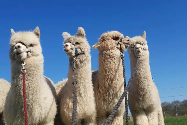 Accuracy of Ultrasound Pregnancy Tools in Detecting Early Pregnancy in Alpacas