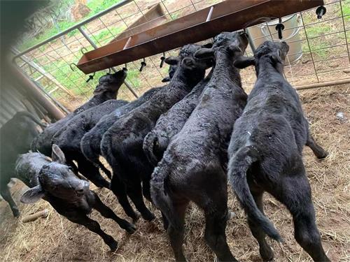 Animal Ultrasound Scanner Detection of Early Pregnancy Loss in Small Ruminant Farms(图2)