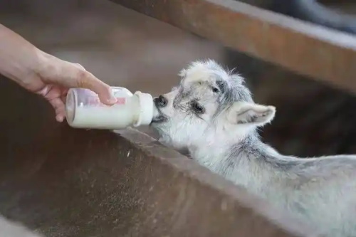 Animal Ultrasound Scanner Detection of Early Pregnancy Loss in Small Ruminant Farms(图3)