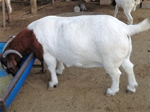 Assessing Seasonal Variation in Ram Fertility Using Animal Ultrasound Scanner Technology(图1)