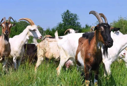 Assessing Seasonal Variation in Ram Fertility Using Animal Ultrasound Scanner Technology(图2)