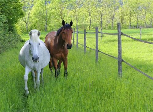 Behavioral Changes in Pregnant Horses During Different Stages of Gestation(图2)