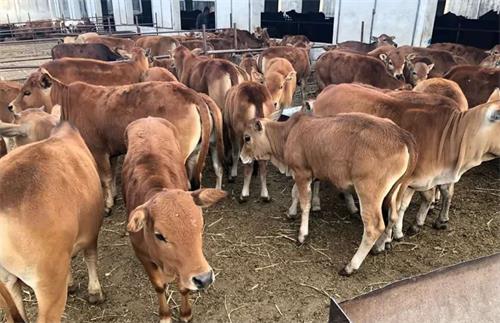 Field Evaluation of Cattle Ultrasound Machine Efficiency for On-Farm Pregnancy Diagnosis and Sale(图1)