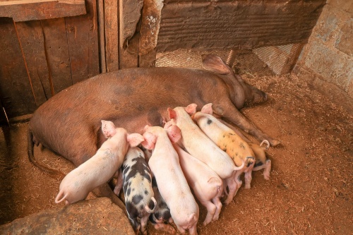 What Are the Common Causes of Miscarriage in Sows?