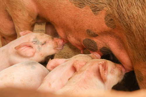 What Are the Common Causes of Miscarriage in Sows?(图3)
