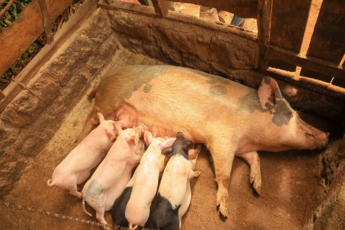 Studies on Swine Pregnancy Using B‐Mode Ultrasound