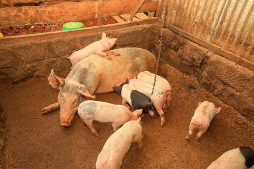 Assessing Fetal Viability in Swine During Gestation Using Real-Time Ultrasound Imaging(图2)