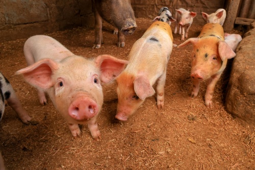 Swine Reproductive Tract Assessment Using Doppler Ultrasound: Early Signs of Embryonic Loss(图1)
