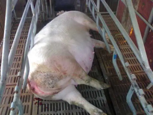 What Are the Common Causes of Miscarriage in Sows?(图2)
