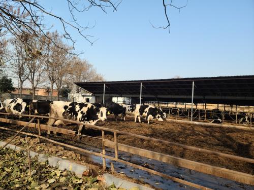Cattle Ultrasound Training: Building Real-World Skills for Smarter Livestock Management(图3)