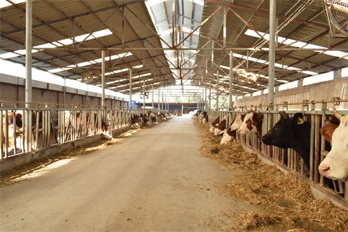 The Role of the Farm Vet in Managing Reproductive Health with Ultrasound