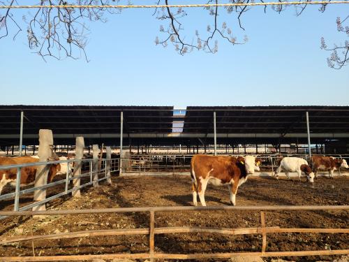 The Use of Ultrasound Equipment on Farms to Diagnose and Manage Animal Diseases(图1)