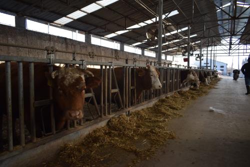 The Use of Ultrasound Equipment on Farms to Diagnose and Manage Animal Diseases(图3)