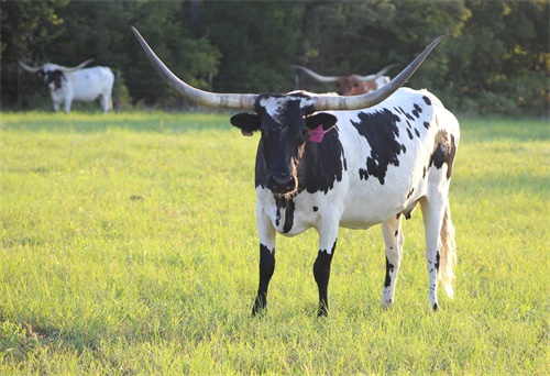Structural Uterine Changes Tracked by Portable Ultrasound among Subfertile Cows at Open Farms(图1)