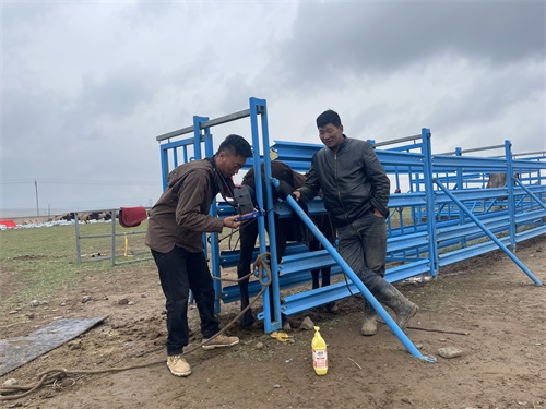 Detecting Twin Pregnancy in Horse Breeding Farms Using Ultrasound