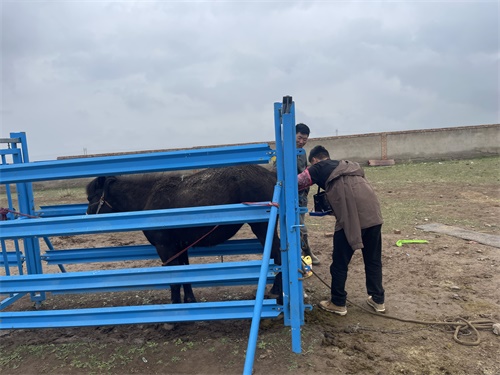 Tracking Horse Lung Fluid Buildup on Farms with Portable Ultrasound(图1)