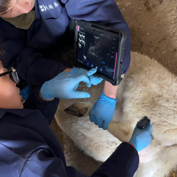 Mobile Ultrasound Veterinary Benefits and Real-World Use in Animal Care(图2)