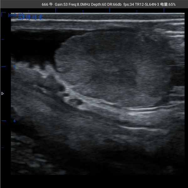 5–6 month-old calf