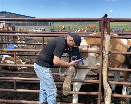Cattle Fertility Management: Practical Insights for Improving Conception Rates