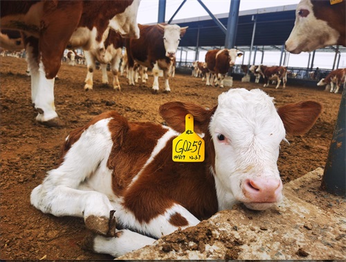 How Bovine Ultrasound Can Reduce Calving Losses on the Farm