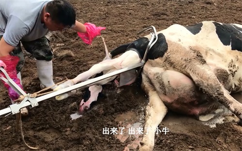 How Can Ultrasound Help Prevent Calving Complications?