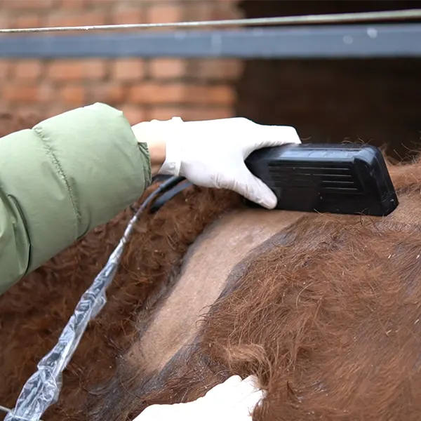 Longitudinal backfat of cow