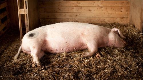 How to Determine Fetal Health Through B-Mode Ultrasound Images in Swine(图1)