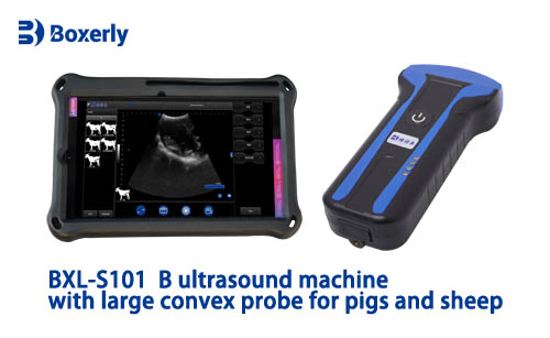How to Determine Fetal Health Through B-Mode Ultrasound Images in Swine(图4)