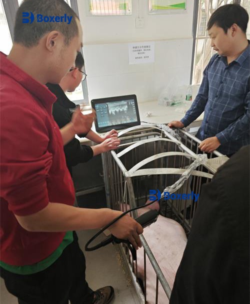 How to Determine Fetal Health Through B-Mode Ultrasound Images in Swine(图5)