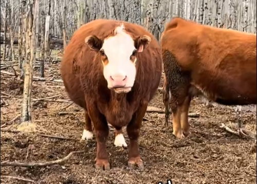 How Ultrasound Detects Infectious Arthritis in Cattle