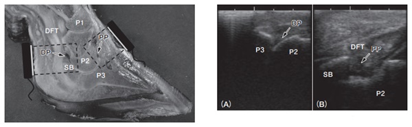 How Ultrasound Detects Infectious Arthritis in Cattle(图2)